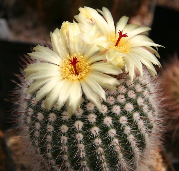 Notocactus scopa