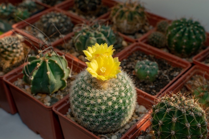 Кактус parodia formosa