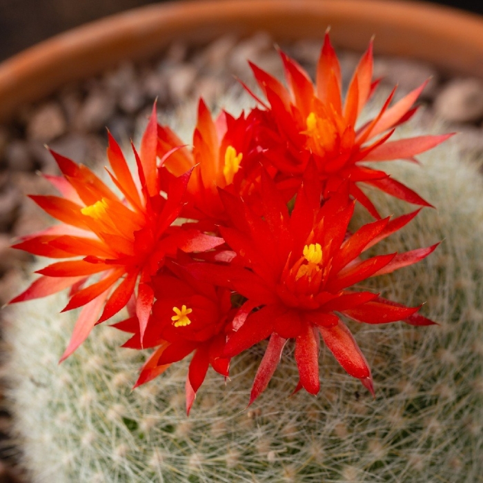 Пародия гресснера кактус