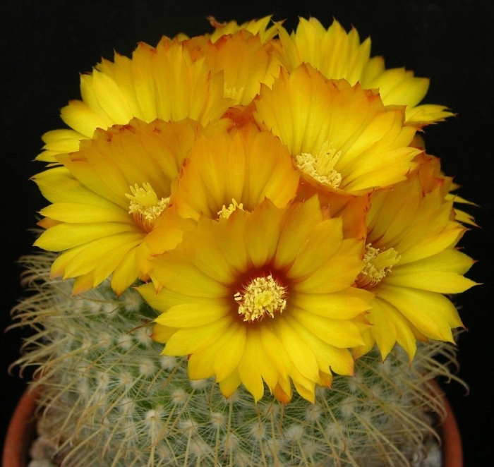 Parodia aureispina