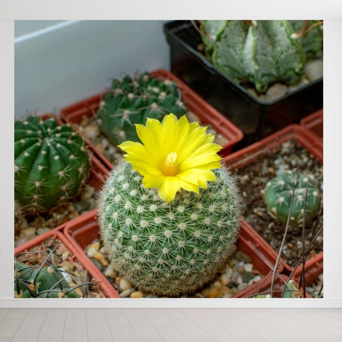 Кактус суккулент