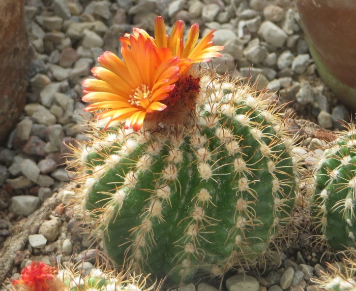 Parodia comarapana