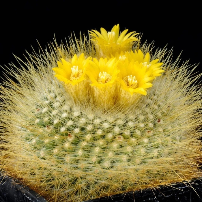 Parodia chrysacanthion
