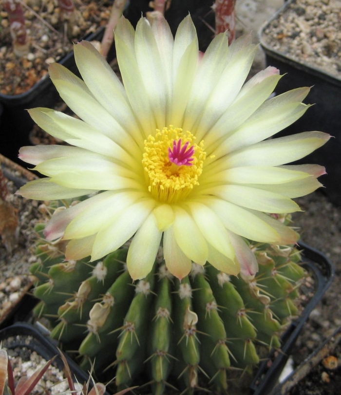 Notocactus buiningii
