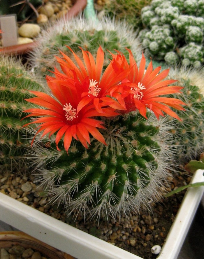 Кактус микс нотокактус