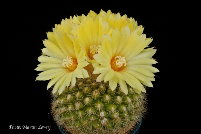 Нотокактус субмаммулосус