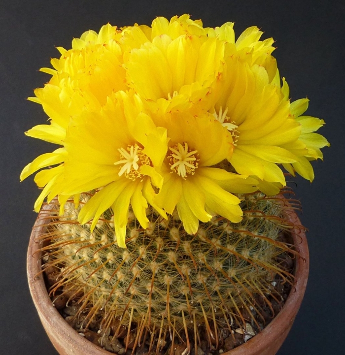 Нотокактус юбельмана