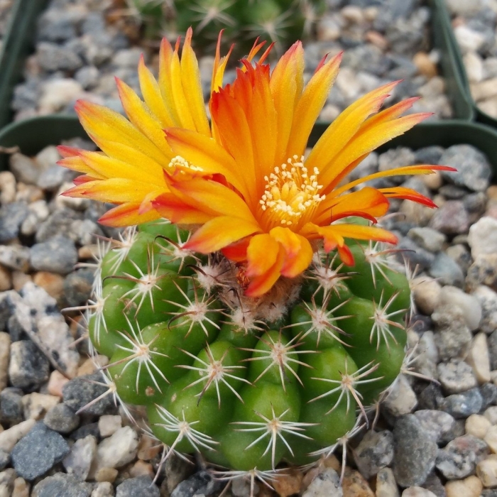 Кактус parodia comarapana