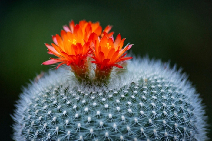 Нотокактус хазельберга