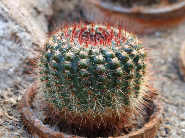 Parodia concinna