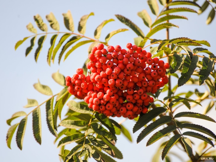 Рябина обыкновенная