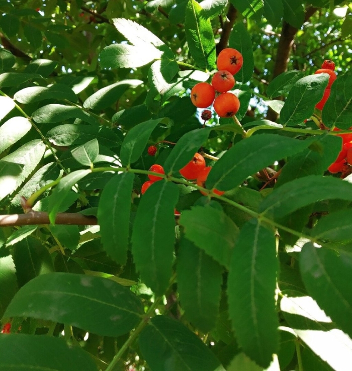 Дерево рябина