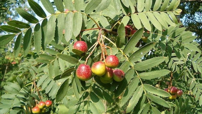 Sorbus domestica