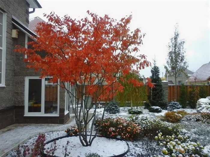 Клен приречный гиннала