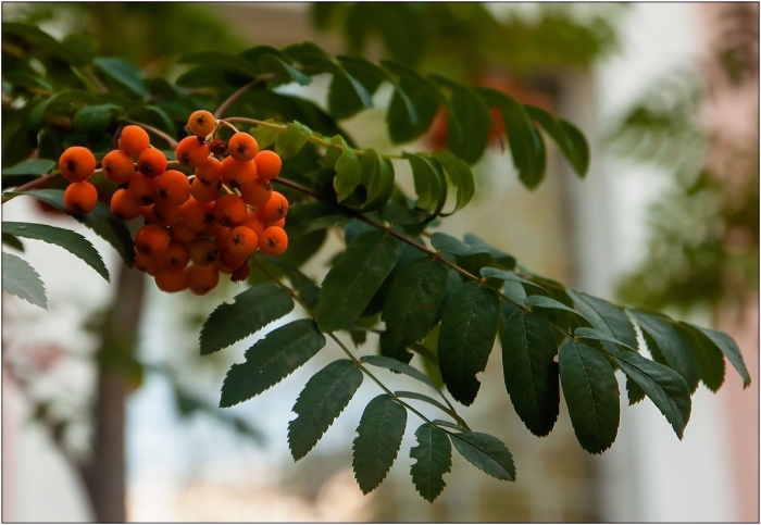 Рябина эдулис