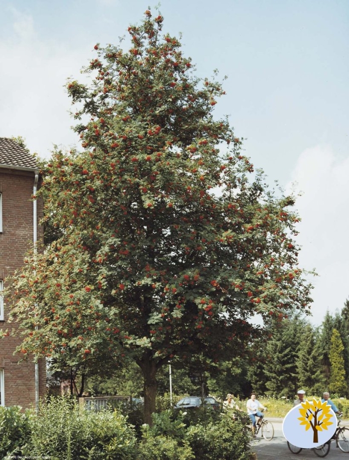 Рябина обыкновенная эдулис