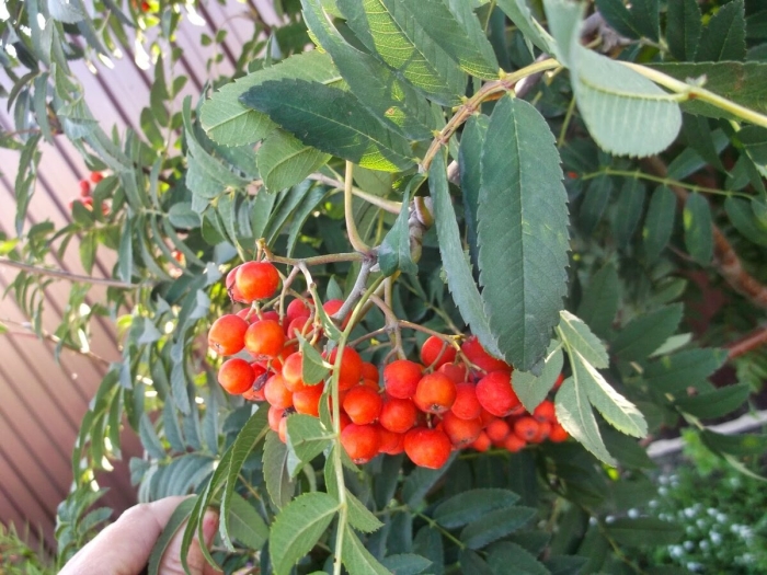 Рябина обыкновенная алая
