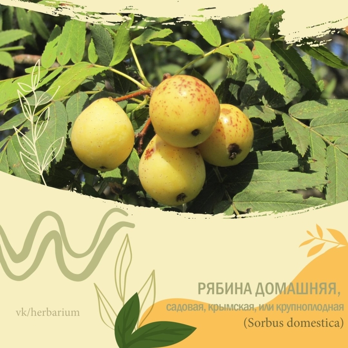 Рябина крупноплодная sorbus domestica