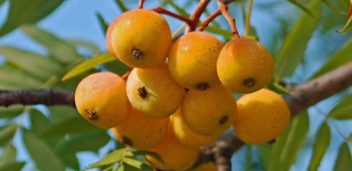 Рябина домашняя (sorbus domestica)