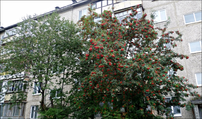 Рябина обыкновенная (sorbus aucuparia l.)