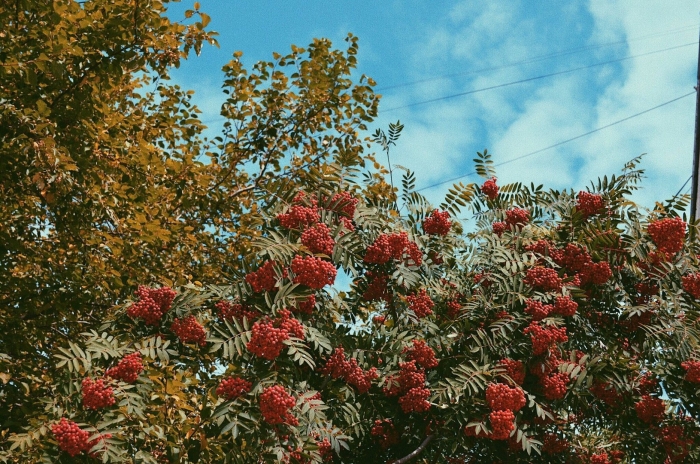 Куст рябины