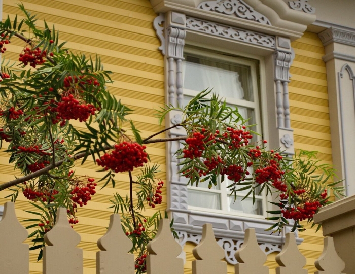 Рябина под окном