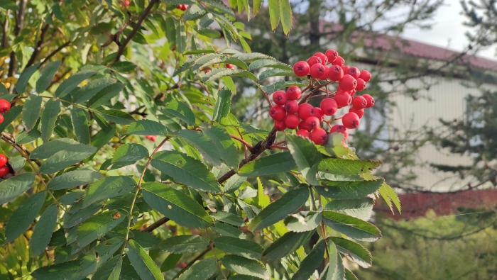 Рябина красноплодная дерево