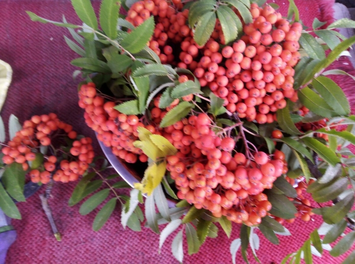 Рябина садовая