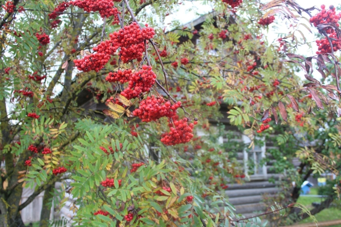 Рябина обыкновенная  кашмирская