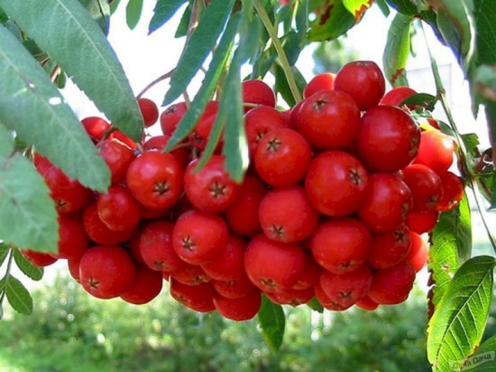 Рябина обыкновенная sorbus aucuparia