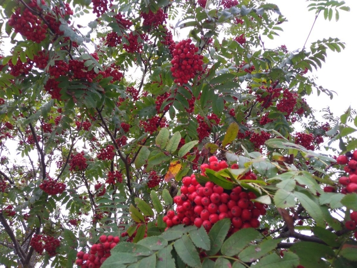 Рябина обыкновенная