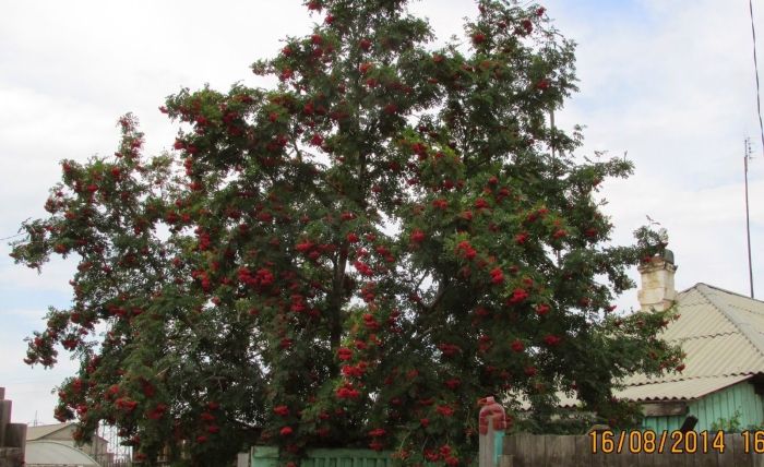 Рябина обыкновенная с10