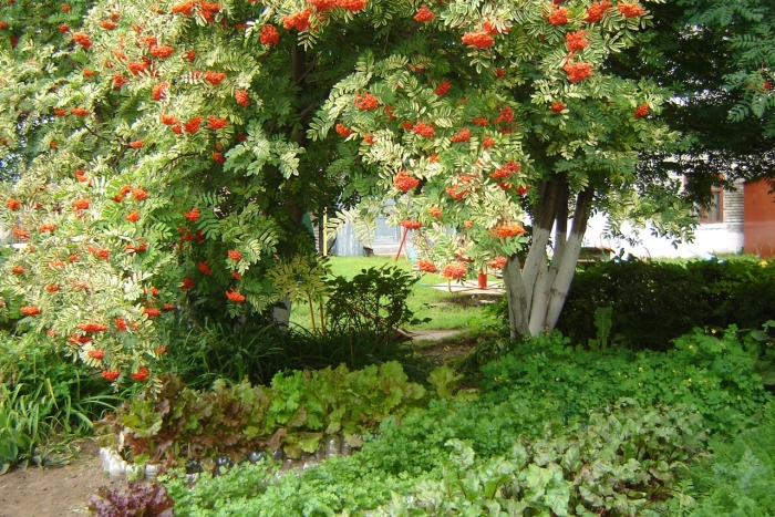 Рябина обыкновенная  вефед