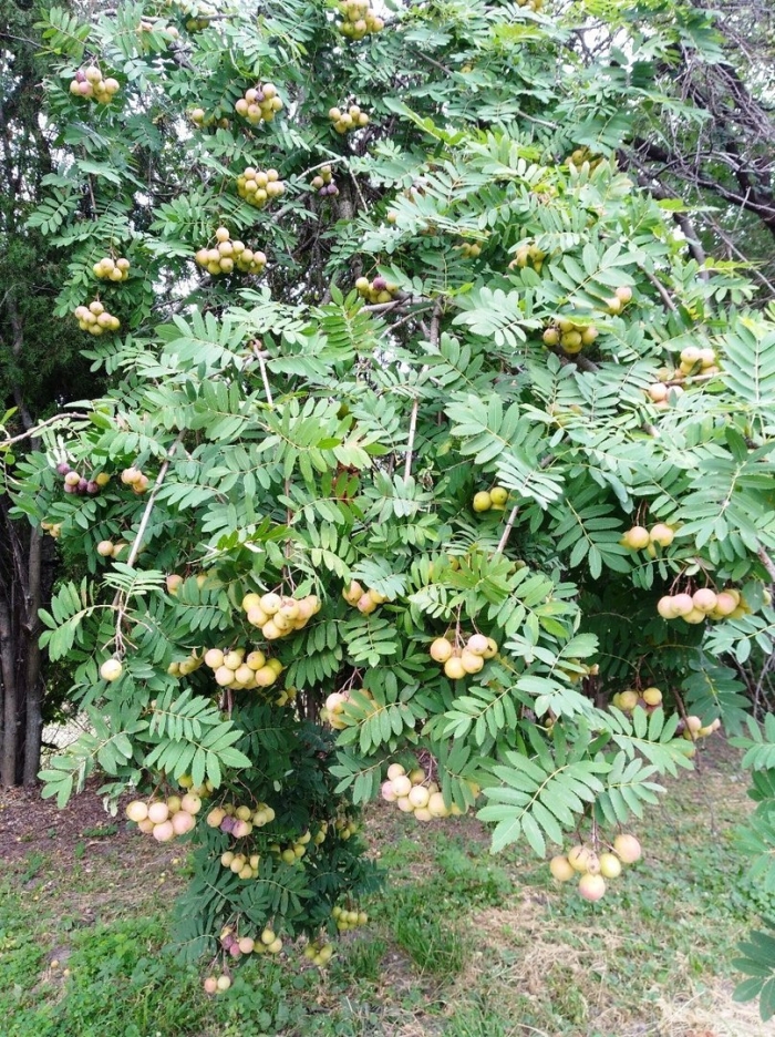 Sorbus aucuparia