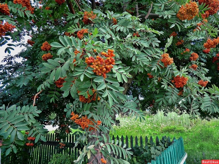 Рябина обыкновенная моравская