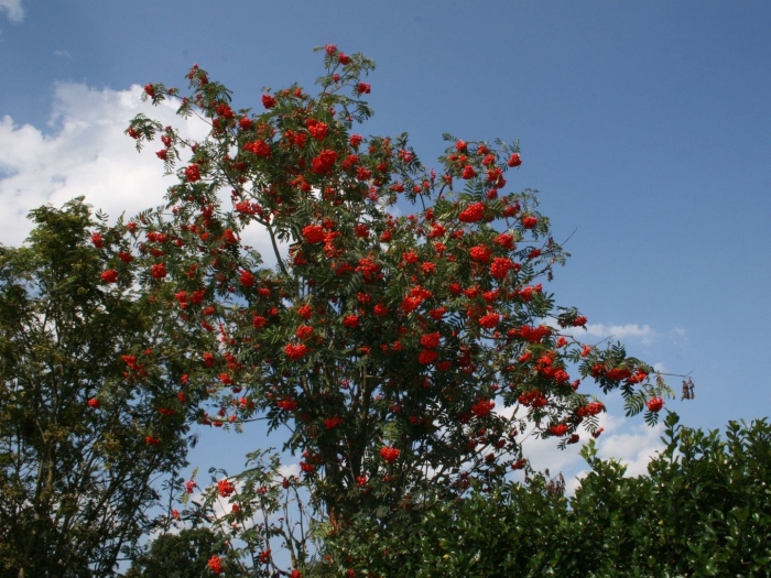 Рябина обыкновенная с10