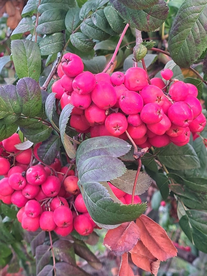 Рябина кене