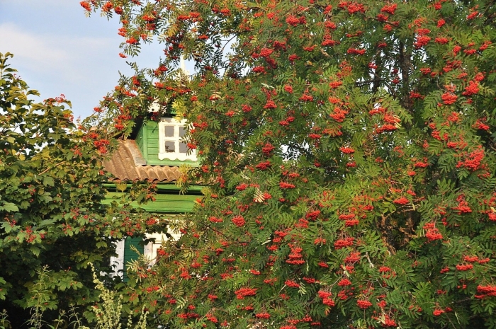 Рябины гроздья алые