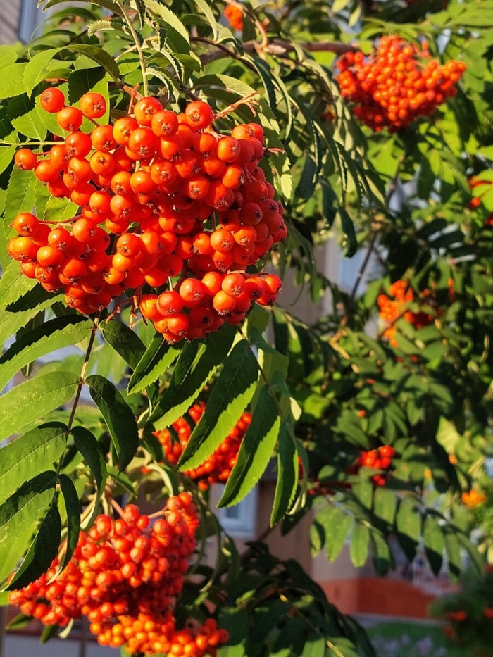 Рябина красная