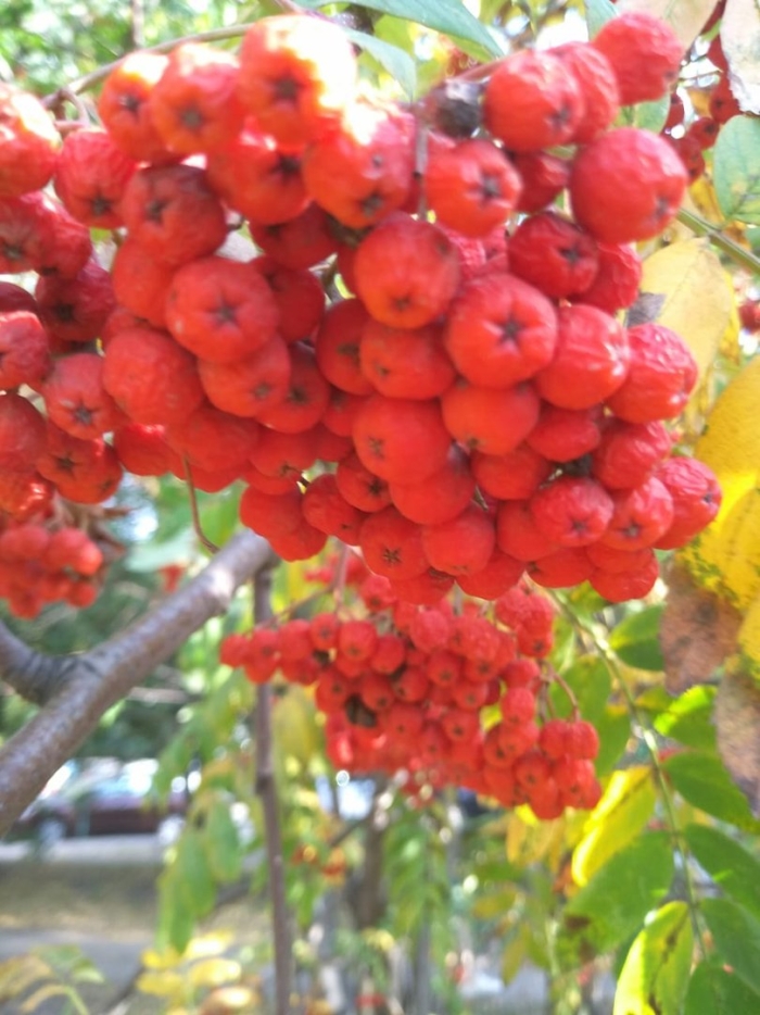 Рябина домашняя крупноплодная крымская