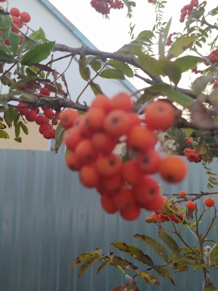 Рябина обыкновенная алая