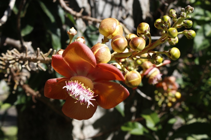 Растения тайланда