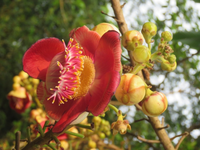 Экзотические цветы