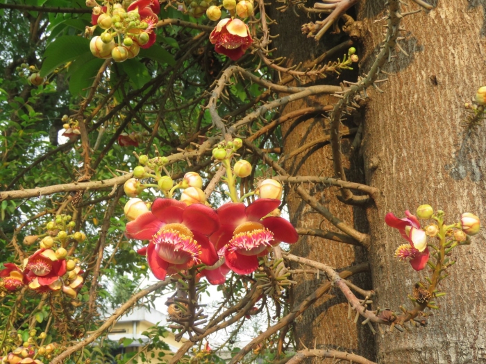 Саловое дерево индия