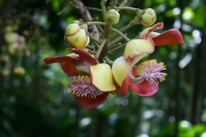 Couroupita guianensis