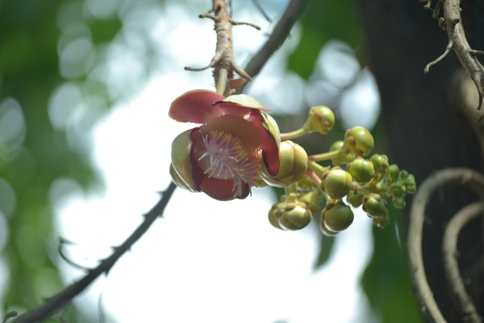 Экзотический цветок
