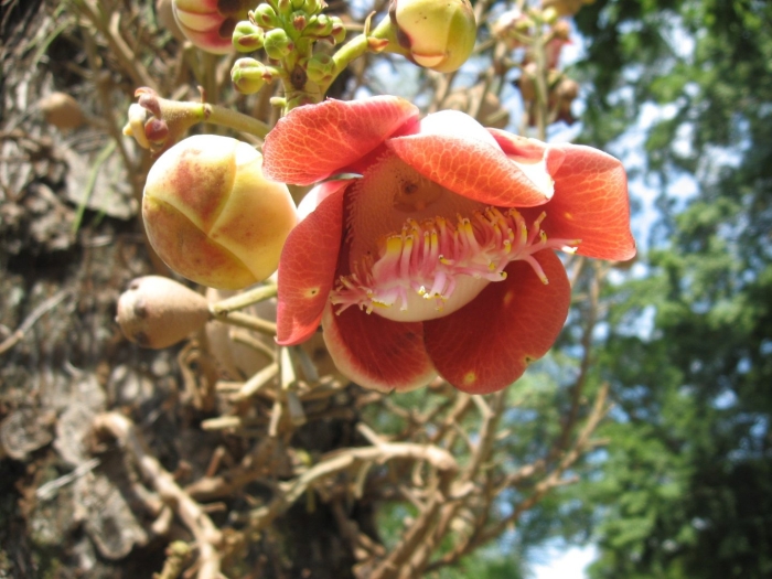 Couroupita guianensis