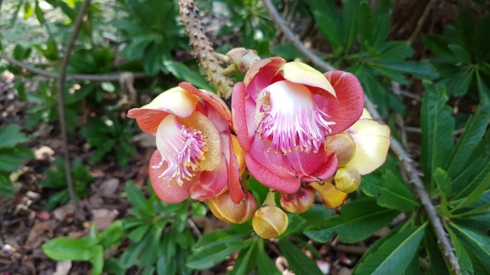 Minquartia guianensis