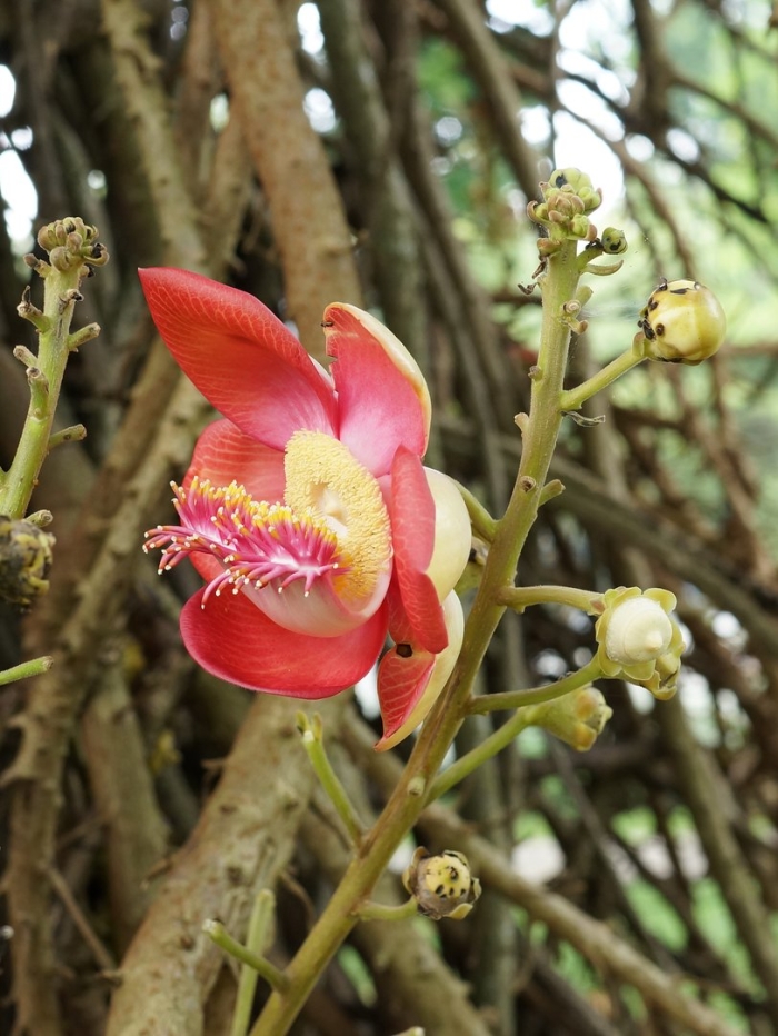 Couroupita guianensis