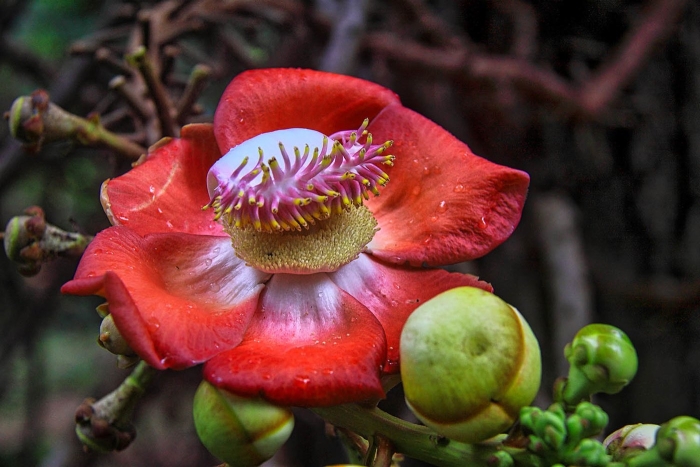 Экзотическое растение